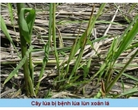 Bệnh Lùn Xoắn Lá