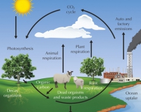 Tăng CO2 giúp thúc đẩy tăng trưởng cây trồng.